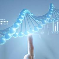 AAV大规模制备-昆虫/杆状病毒系统：One-Bac 4.0