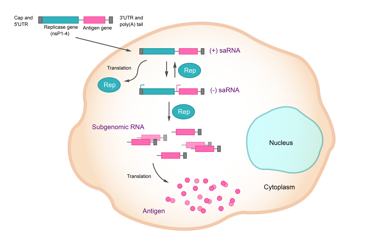 载体家小课堂 | 带您了解自扩增RNA（saRNA）