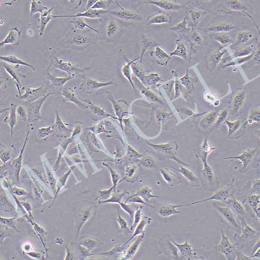 HCMEC/D3永生化人脑微血管内皮细胞丨HCMEC/D3细胞(含STR)