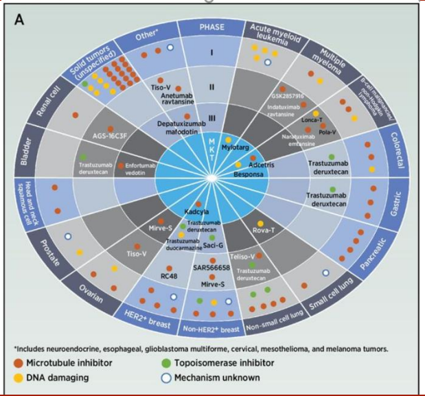 抗小分子抗体——ADC药物PK分析，要的就是你！