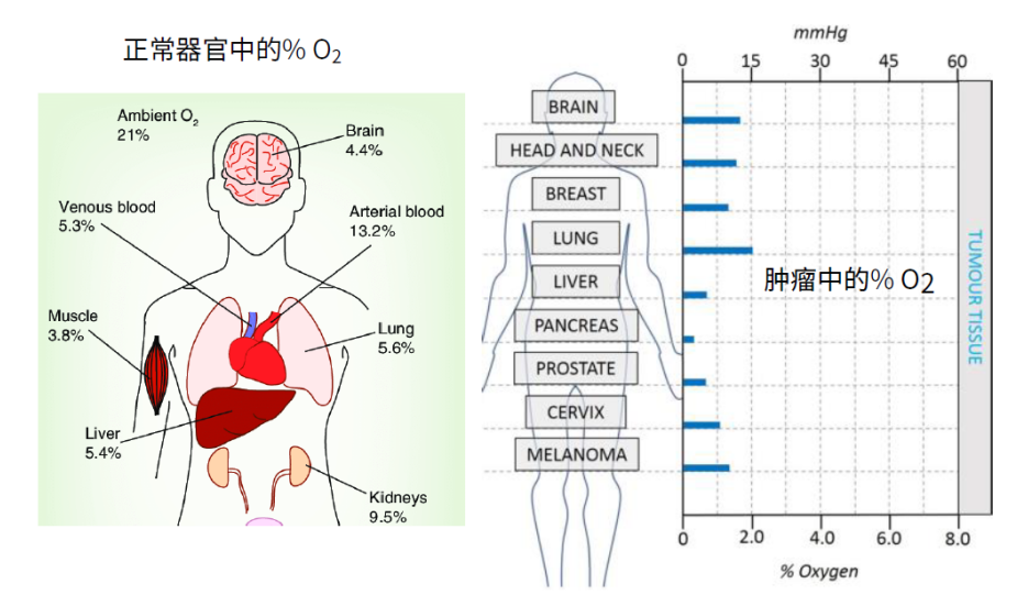 精准模拟患者肿瘤微环境，AVATAR助您探寻肿瘤进展背后机制