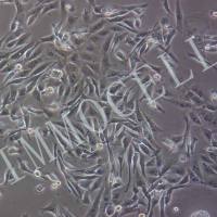 MDA-MB-231/ADR人乳腺癌阿霉素耐药株