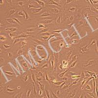 人原代淋巴管内皮细胞丨逸漠(immocell)