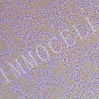 原代人脂肪干细胞丨逸漠(immocell)