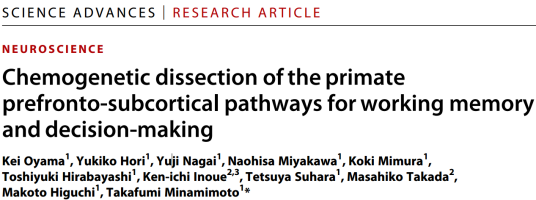 Science Advances｜使用化学遗传学鉴定非人灵长类动物前额皮层到皮层下2条通路分别介导工作记忆和决策行为