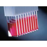 FisherBiotech ProbeOn及ProbeOn Plus载玻片 带灰色标签 144片