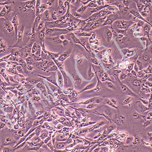 人宫颈上皮细胞丨逸漠(immocell)