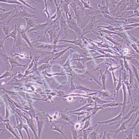 人原代脑胶质瘤细胞丨逸漠(immocell)