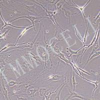 人原代主动脉瓣膜间质细胞丨逸漠(immocell)