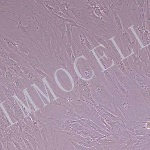 人原代椎间盘髓核细胞丨逸漠(immocell)
