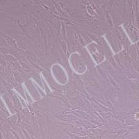 人原代椎间盘髓核细胞丨逸漠(immocell)