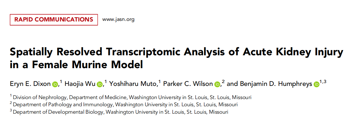文献解读 | 急性肾损伤小鼠空间转录组测序分析