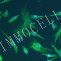 人皮肤成纤维细胞丨逸漠(immocell)