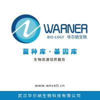 ATCC 17100, ATCC17100 Rhodomicrobium vannielii Duchow and Douglas ,万尼氏红微菌