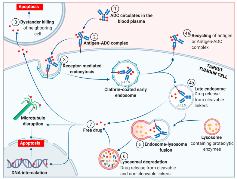 浅谈ADC药物非临床研究“一站式”解决方案