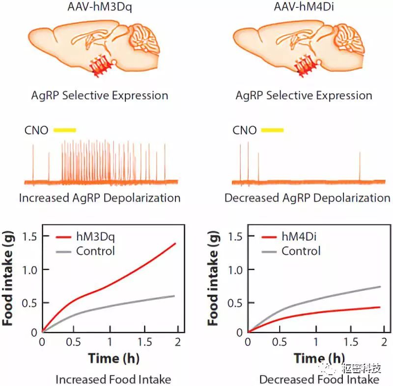 【枢密产品】化学遗传必备CNO ！