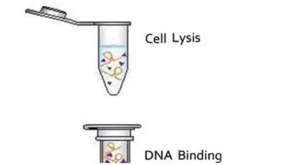 无需离心柱!它便轻松搞定血清(血浆)等液体样品病毒DNA提取