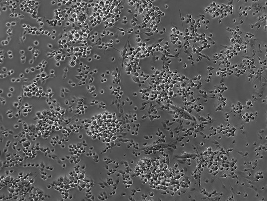 Satellite Cell Isolation Kit, 