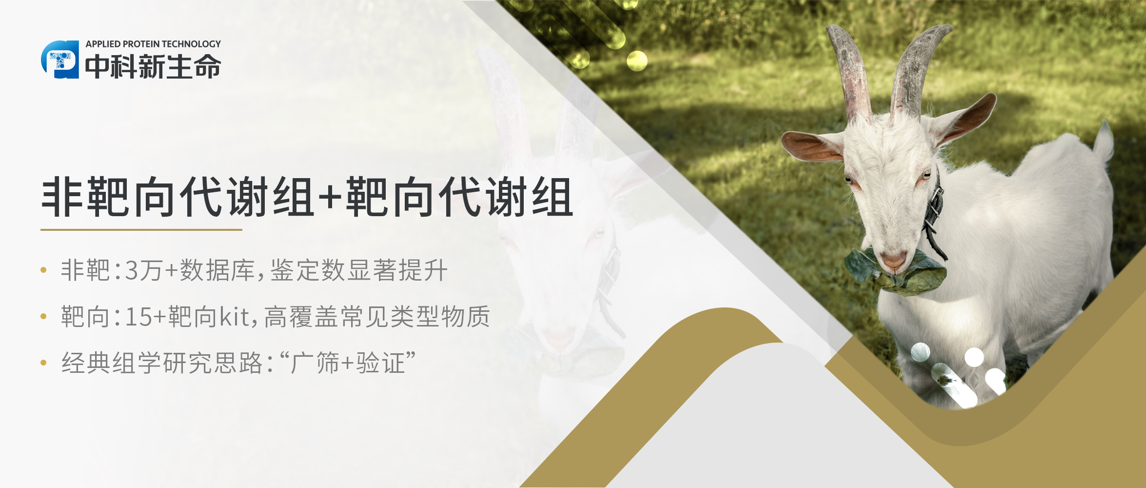 项目文章Food Chem (IF 9.231) | 青海大学利用非靶+靶向代谢组学研究不同饲养方式对藏羊肌肉品质的影响