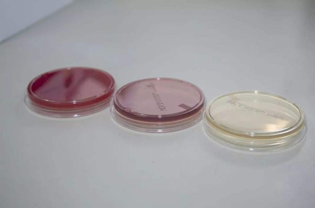 念珠菌显色培养基培养皿 Candida Chromogenic Agar Plate