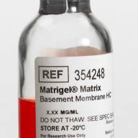BD 基质胶Biocoat  354248 MATRIGEL MATRIX HIGH PROTEIN 10ML DI