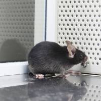 智鼠家族 助力科研 快至48小时内发货