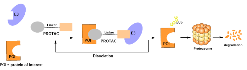 PROTAC：下一个黄金时代！