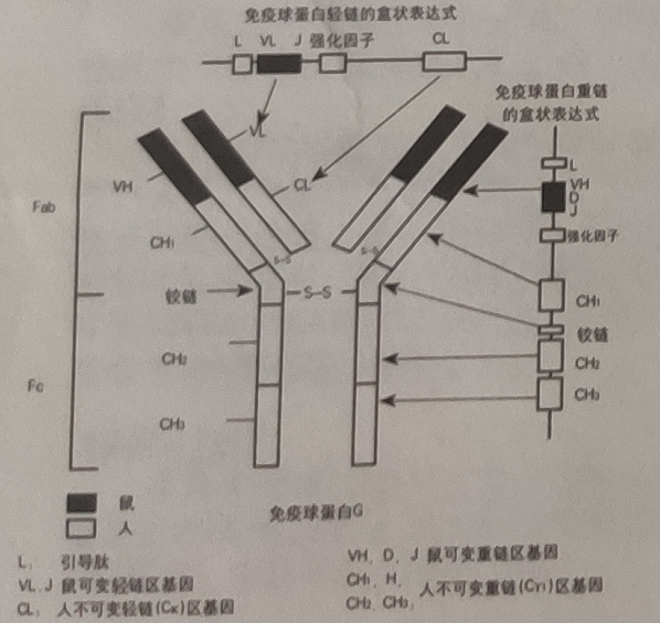 图片预览