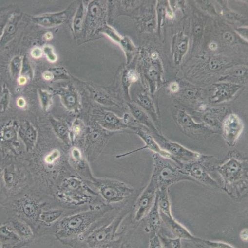 人肾细胞腺癌细胞(769-P)