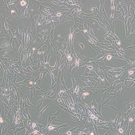 小鼠胚胎成纤维细胞 (BALB/3T3 clone A31)