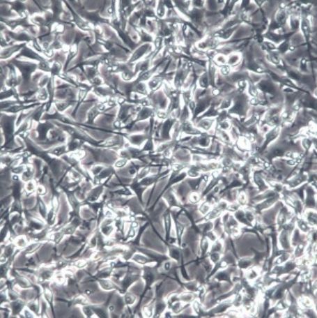 小鼠黑色素瘤细胞（B16-F10）