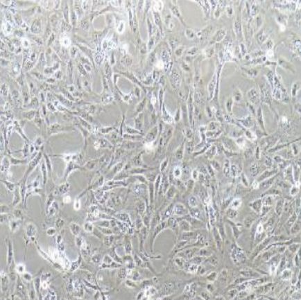 人肾透明细胞癌细胞（786-O）