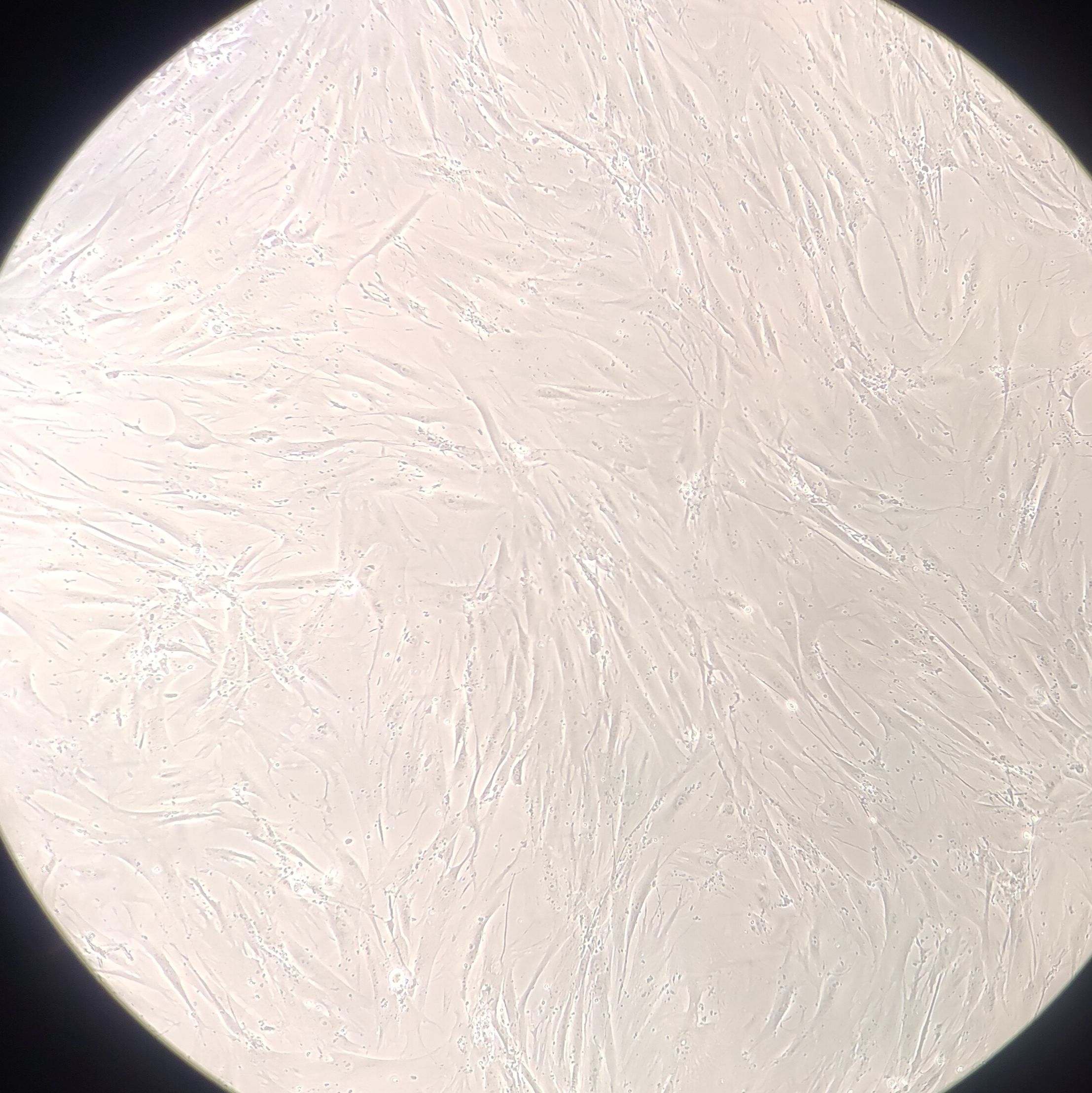 人皮肤成纤维细胞(BJ)