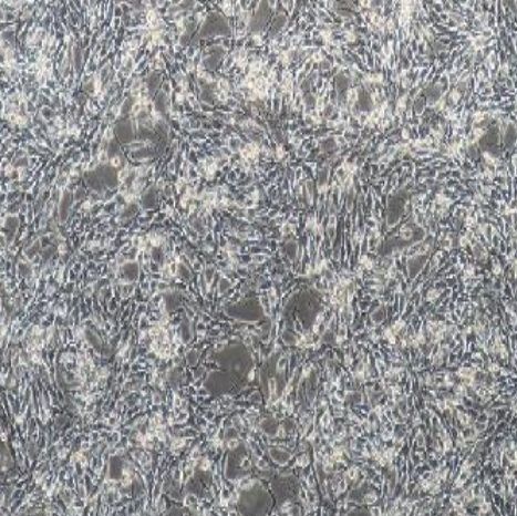 小鼠乳腺癌细胞稳定表达荧光素酶(4T1+Luc)