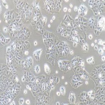 小鼠肝细胞(AML12)