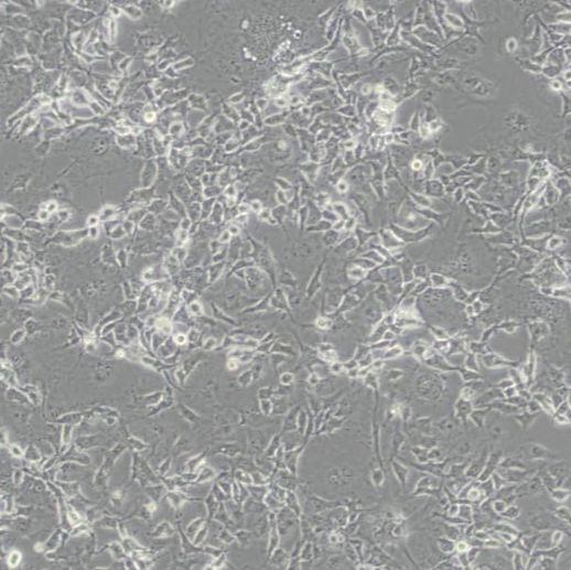 非洲绿猴SV40转化的肾细胞(COS-1)
