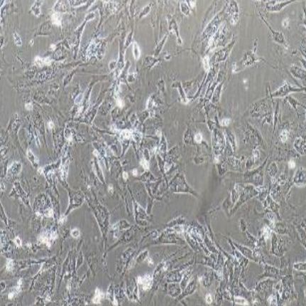 人胰腺导管上皮细胞（hTERT-HPNE）