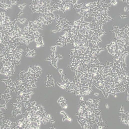 人胚肾细胞(HEK-293T)