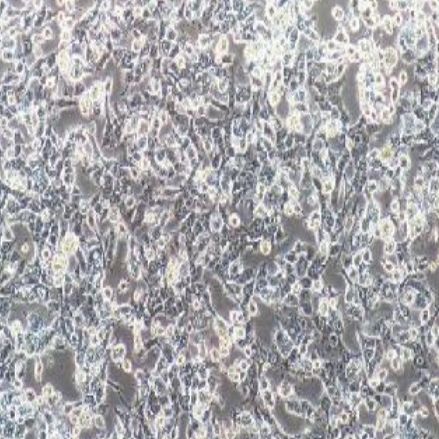 小鼠肝癌细胞稳定表达荧光素酶(hepa1-6+Luc)