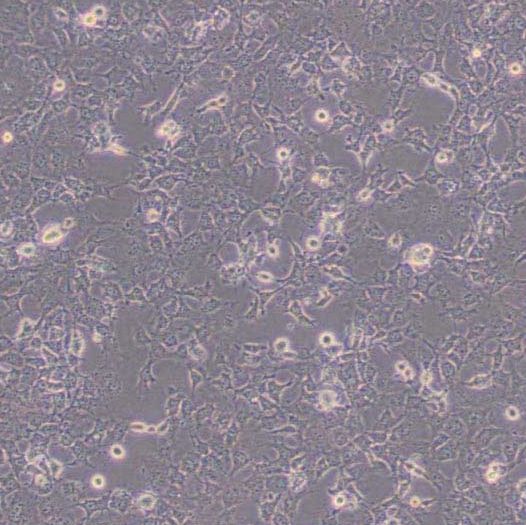 非洲绿猴肾细胞 SV40转化（COS7）