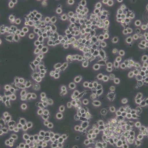 人红白细胞白血病细胞（HEL）