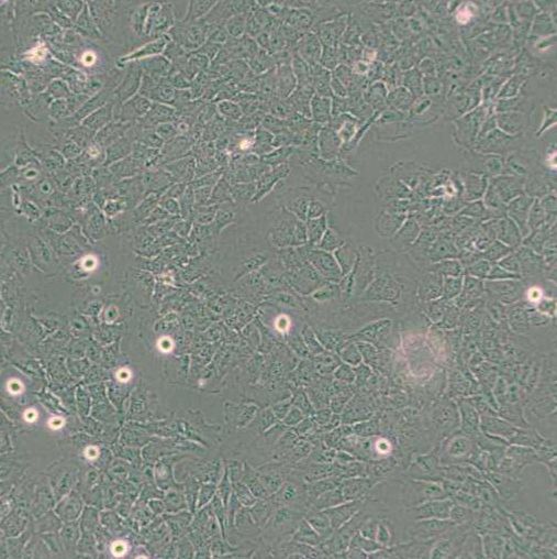 人小胶质细胞（HMC3）
