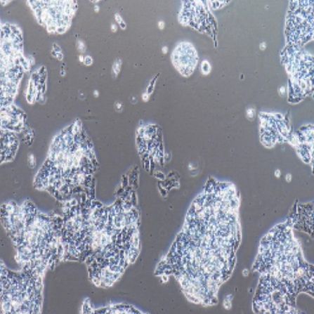 小鼠精母细胞[GC-2spd (ts)]