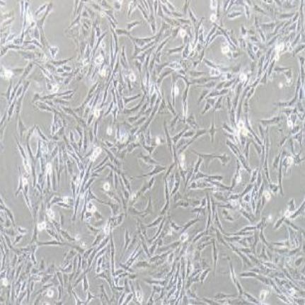 大鼠脑间质细胞（DI TNC1）
