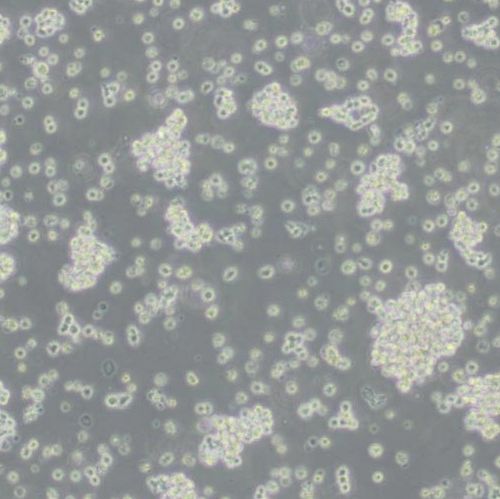 人T淋巴细胞白血病细胞(HuT 78)