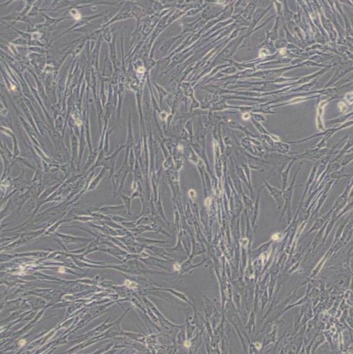 人胚肺成纤维细胞（HFL1）