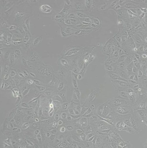 人肾皮质/近端小管细胞(HK-2)