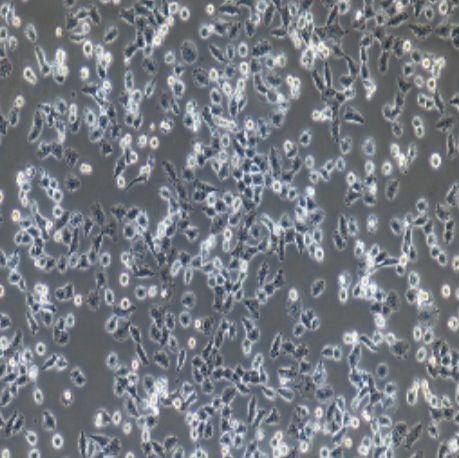 人非小细胞肺腺癌细胞（NCI-H157）