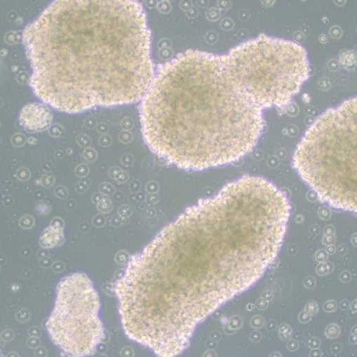 人急性淋巴母细胞白血病细胞（MT-4）