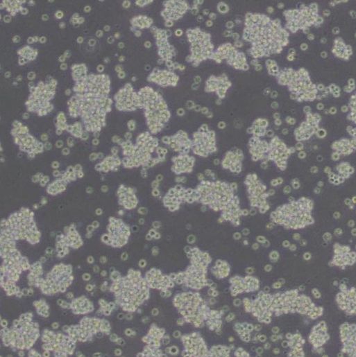 小鼠淋巴瘤细胞[L5178Y TK+/- clone (3.7.2C)]